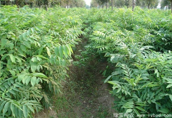 <a href='http://njszjj.com/linmuzhongzi/1742.html' target='_blank'>無患子種子</a>