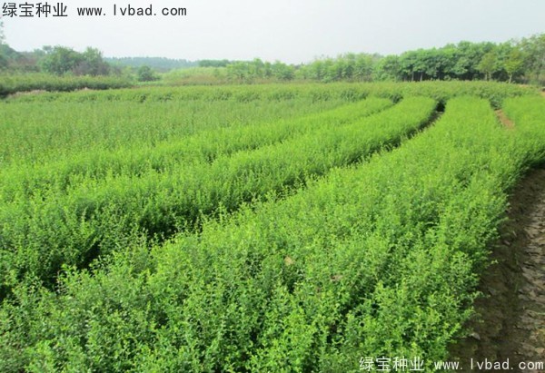 <a href='http://njszjj.com/linmuzhongzi/1743.html' target='_blank'>小葉女貞種子</a>