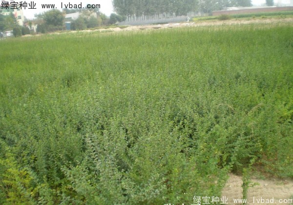 <a href='http://njszjj.com/linmuzhongzi/1743.html' target='_blank'>小葉女貞種子</a>