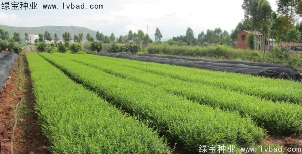 <a href='http://njszjj.com/linmuzhongzi/1743.html' target='_blank'>小葉女貞</a><a href='http://njszjj.com/' target='_blank'>種子</a>