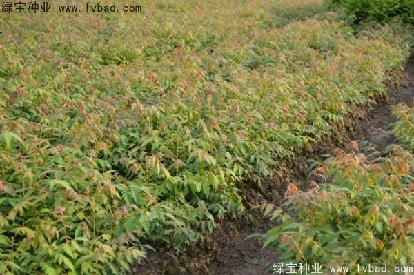 黃山<a href='http://njszjj.com/linmuzhongzi/1710.html' target='_blank'>欒樹(shù)種子</a>