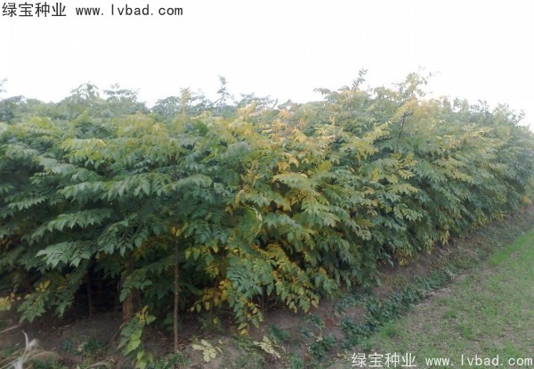 黃山<a href='http://njszjj.com/linmuzhongzi/1710.html' target='_blank'>欒樹(shù)種子</a>