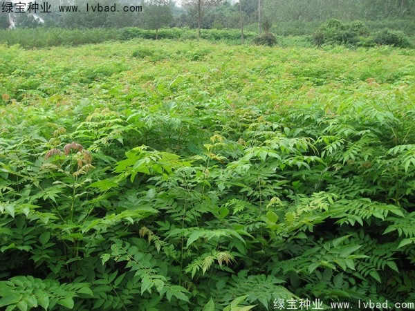黃山<a href='http://njszjj.com/linmuzhongzi/1710.html' target='_blank'>欒樹(shù)種子</a>