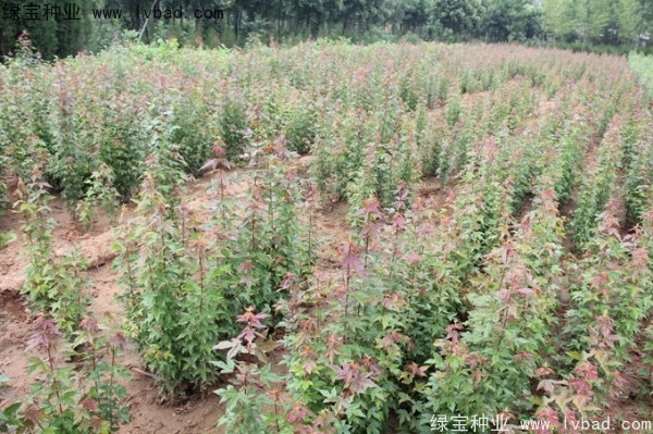 <a href='http://njszjj.com/linmuzhongzi/1746.html' target='_blank'>三角楓種子</a>