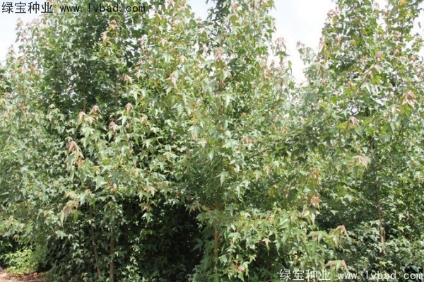 <a href='http://njszjj.com/linmuzhongzi/1746.html' target='_blank'>三角楓種子</a>