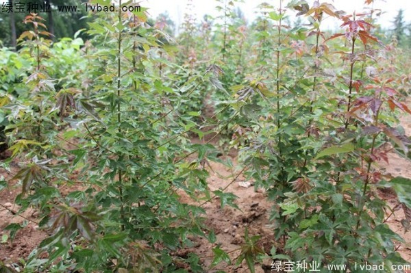 <a href='http://njszjj.com/linmuzhongzi/1746.html' target='_blank'>三角楓</a><a href='http://njszjj.com/' target='_blank'>種子</a>