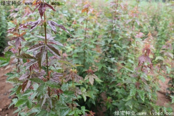 <a href='http://njszjj.com/linmuzhongzi/1746.html' target='_blank'>三角楓</a><a href='http://njszjj.com/' target='_blank'>種子</a>