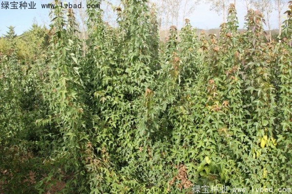 <a href='http://njszjj.com/linmuzhongzi/1746.html' target='_blank'>三角楓種子</a>