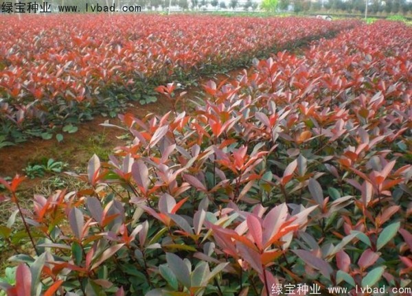 紅葉石楠<a href='http://njszjj.com/' target='_blank'>種子</a>