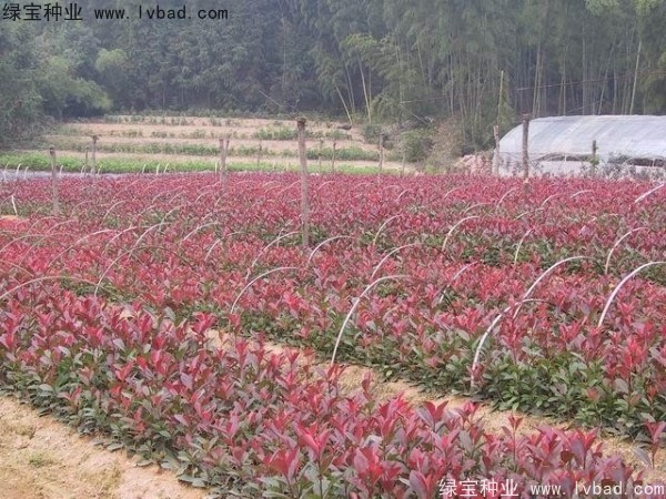 <a href='http://njszjj.com/linmuzhongzi/1747.html' target='_blank'>紅葉石楠種子</a>