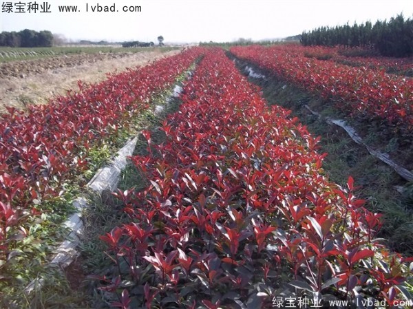 <a href='http://njszjj.com/linmuzhongzi/1747.html' target='_blank'>紅葉石楠種子</a>