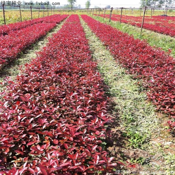 紅葉石楠<a href='http://njszjj.com/' target='_blank'>種子</a>