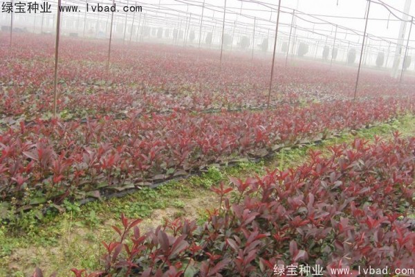 <a href='http://njszjj.com/linmuzhongzi/1747.html' target='_blank'>紅葉石楠種子</a>