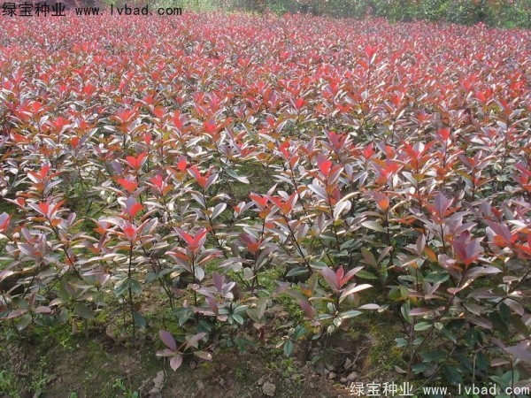 紅葉石楠<a href='http://njszjj.com/' target='_blank'>種子</a>