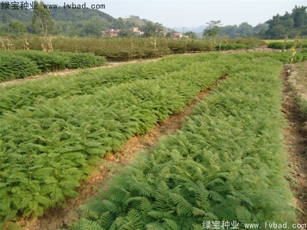 <a href='http://njszjj.com/linmuzhongzi/1748.html' target='_blank'>藍(lán)花楹</a><a href='http://njszjj.com/' target='_blank'>種子</a>