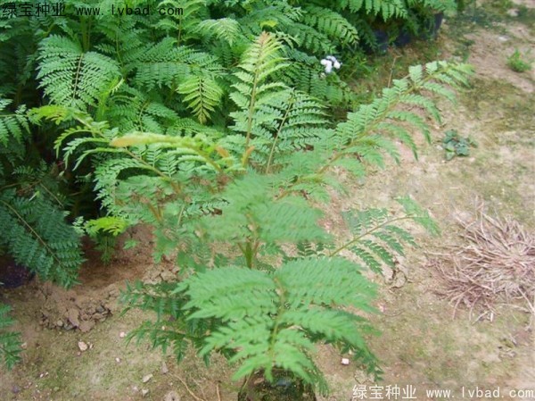 <a href='http://njszjj.com/linmuzhongzi/1748.html' target='_blank'>藍(lán)花楹種子</a>