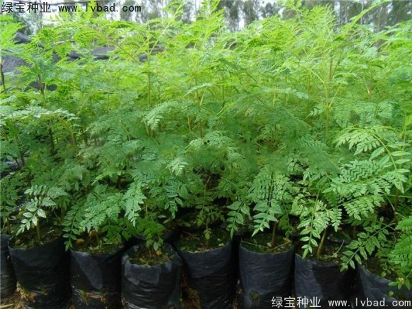 藍(lán)花楹<a href='http://njszjj.com/' target='_blank'>種子</a>
