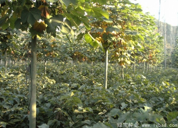 <a href='http://njszjj.com/linmuzhongzi/1749.html' target='_blank'>青桐</a><a href='http://njszjj.com/' target='_blank'>種子</a>