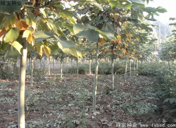 <a href='http://njszjj.com/linmuzhongzi/1749.html' target='_blank'>青桐種子</a>