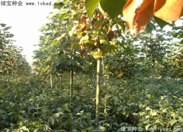 <a href='http://njszjj.com/linmuzhongzi/1749.html' target='_blank'>青桐種子</a>