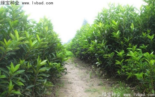 <a href='http://njszjj.com/linmuzhongzi/1750.html' target='_blank'>法國冬青</a><a href='http://njszjj.com/' target='_blank'>種子</a>