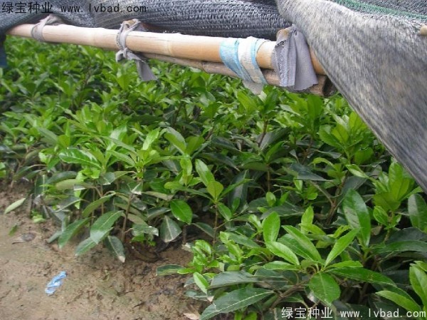 <a href='http://njszjj.com/linmuzhongzi/1750.html' target='_blank'>法國冬青種子</a>