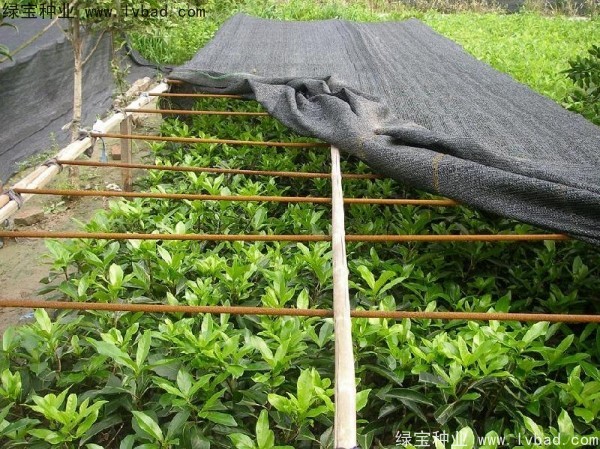<a href='http://njszjj.com/linmuzhongzi/1750.html' target='_blank'>法國冬青種子</a>