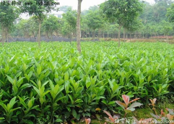 <a href='http://njszjj.com/linmuzhongzi/1750.html' target='_blank'>法國冬青種子</a>