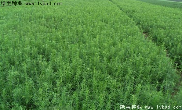 <a href='http://njszjj.com/linmuzhongzi/1751.html' target='_blank'>落葉松種子</a>
