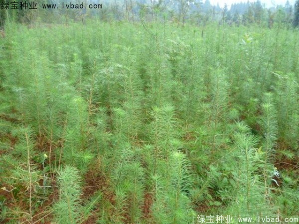 落葉松<a href='http://njszjj.com/' target='_blank'>種子</a>