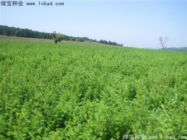 落葉松<a href='http://njszjj.com/' target='_blank'>種子</a>