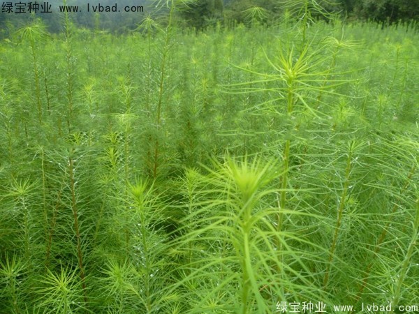 落葉松<a href='http://njszjj.com/' target='_blank'>種子</a>