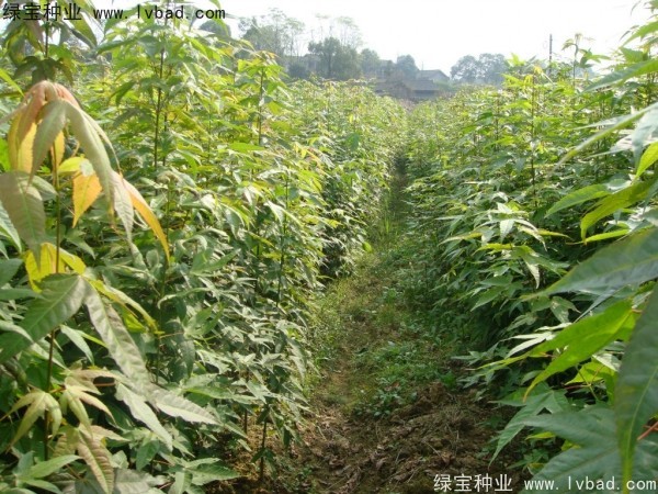 <a href='http://njszjj.com/linmuzhongzi/1752.html' target='_blank'>青楓</a><a href='http://njszjj.com/' target='_blank'>種子</a>