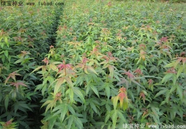 <a href='http://njszjj.com/linmuzhongzi/1752.html' target='_blank'>青楓</a><a href='http://njszjj.com/' target='_blank'>種子</a>