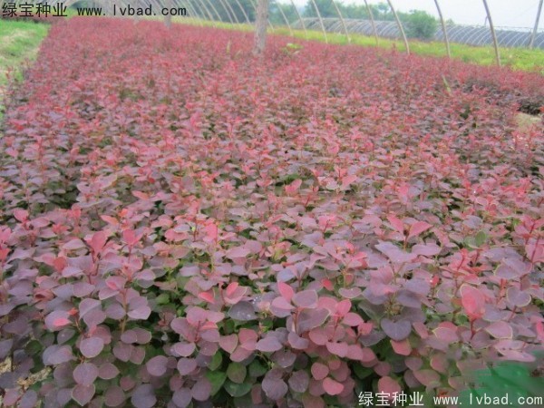 紅葉小檗<a href='http://njszjj.com/' target='_blank'>種子</a>