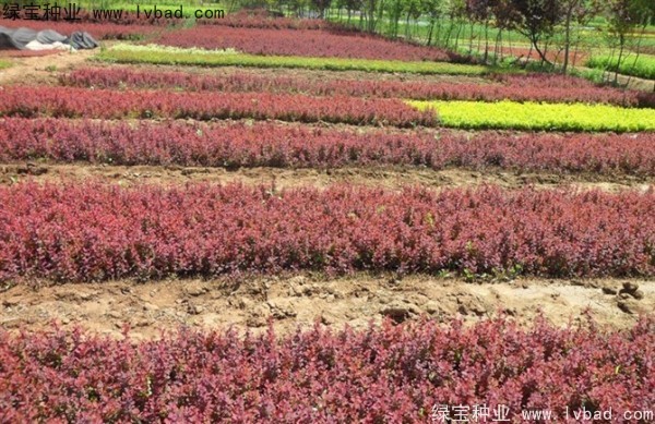<a href='http://njszjj.com/linmuzhongzi/1753.html' target='_blank'>紅葉小檗種子</a>