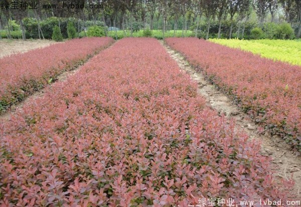 紅葉小檗<a href='http://njszjj.com/' target='_blank'>種子</a>