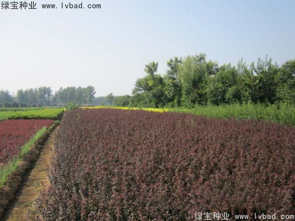 <a href='http://njszjj.com/linmuzhongzi/1753.html' target='_blank'>紅葉小檗種子</a>