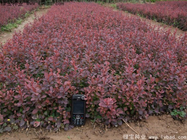 <a href='http://njszjj.com/linmuzhongzi/1753.html' target='_blank'>紅葉小檗</a>