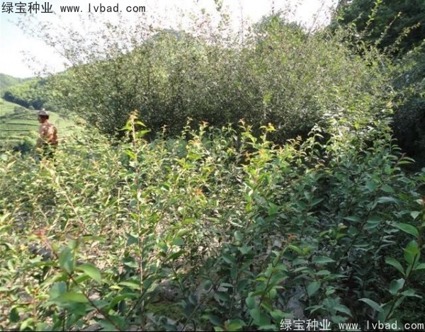 <a href='http://njszjj.com/linmuzhongzi/1754.html' target='_blank'>垂絲海棠種子</a>