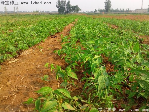 <a href='http://njszjj.com/linmuzhongzi/1755.html' target='_blank'>樸樹種子</a>