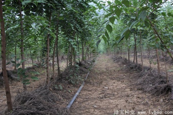 <a href='http://njszjj.com/linmuzhongzi/1755.html' target='_blank'>樸樹種子</a>