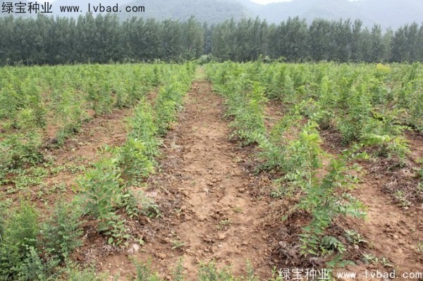 <a href='http://njszjj.com/linmuzhongzi/1755.html' target='_blank'>樸樹</a><a href='http://njszjj.com/' target='_blank'>種子</a>
