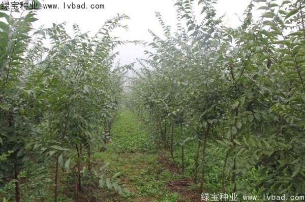 <a href='http://njszjj.com/linmuzhongzi/1755.html' target='_blank'>樸樹種子</a>