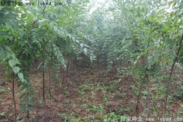 樸樹<a href='http://njszjj.com/' target='_blank'>種子</a>