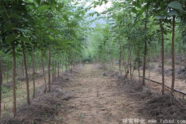 <a href='http://njszjj.com/linmuzhongzi/1755.html' target='_blank'>樸樹</a><a href='http://njszjj.com/' target='_blank'>種子</a>