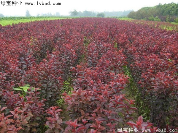 <a href='http://njszjj.com/linmuzhongzi/1756.html' target='_blank'>紅葉李種子</a>