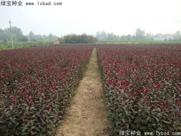 <a href='http://njszjj.com/linmuzhongzi/1756.html' target='_blank'>紅葉李種子</a>
