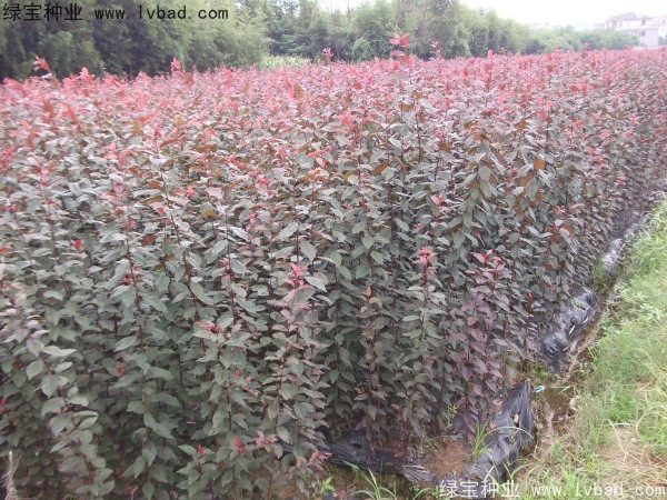 <a href='http://njszjj.com/linmuzhongzi/1756.html' target='_blank'>紅葉李</a><a href='http://njszjj.com/' target='_blank'>種子</a>
