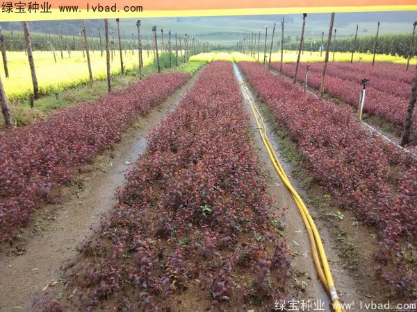 <a href='http://njszjj.com/linmuzhongzi/1756.html' target='_blank'>紅葉李種子</a>